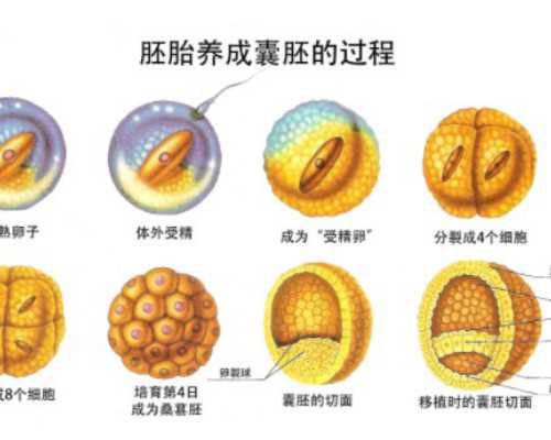 试管和代孕的,中信湘雅移植后多久可以离开北京,沈阳代孕专业机构